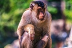 0129-pig monkey