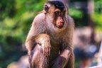 0130-pig monkey