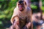 0137-pig monkey