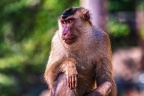 0139-pig monkey