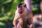 0141-pig monkey