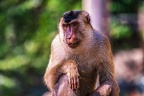 0142-pig monkey