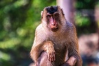 0143-pig monkey