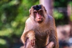 0145-pig monkey