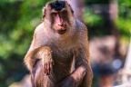 0149-pig monkey