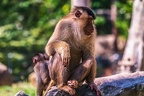 0152-pig monkey