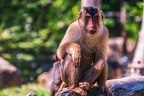 0157-pig monkey