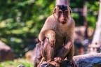 0158-pig monkey