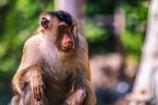 0160-pig monkey