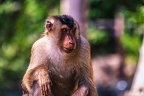 0159-pig monkey