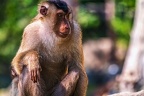 0162-pig monkey