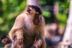 0167-pig monkey