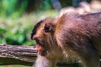 0170-pig monkey