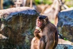 0173-pig monkey