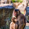 0174-pig monkey