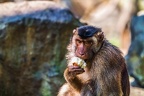 0176-pig monkey