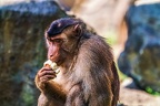 0190-pig monkey