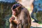 0191-pig monkey