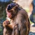 0192-pig monkey