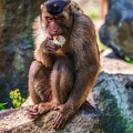 0206-pig monkey