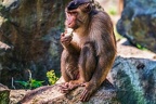 0220-pig monkey