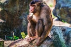 0221-pig monkey