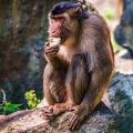0222-pig monkey