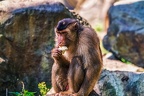 0223-pig monkey