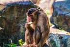 0224-pig monkey