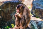 0225-pig monkey