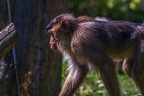 0229-pig monkey
