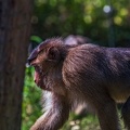 0228-pig monkey