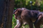 0228-pig monkey