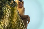 0236-pig monkey