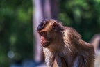 0241-pig monkey