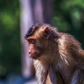 0242-pig monkey