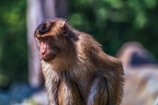 0243-pig monkey