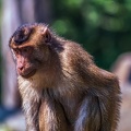 0244-pig monkey