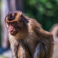 0245-pig monkey