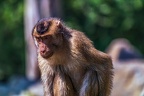 0245-pig monkey