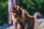0246-pig monkey