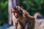 0247-pig monkey