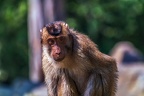 0248-pig monkey