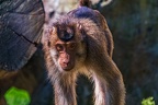 0251-pig monkey