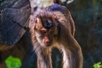 0252-pig monkey
