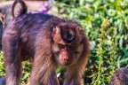 0256-pig monkey