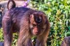 0257-pig monkey