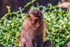 0274-pig monkey