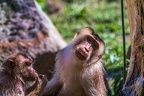 0322-pig monkey