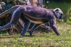 0347-hulman - indian langurs
